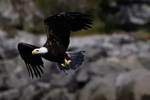 American Wildlife Prints: Bald Eagle (Haliaeetus leucocephalus) catching a Hake fish in Campbell River