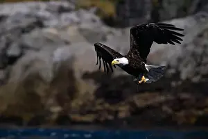 American Wildlife Prints: Bald Eagle (Haliaeetus leucocephalus) catching a Hake fish in Campbell River