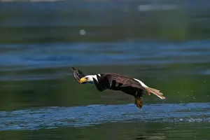 American Wildlife Prints: Bald Eagle (Haliaeetus leucocephalus) catching a Hake fish in Campbell River