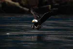 American Wildlife Prints: Bald Eagle (Haliaeetus leucocephalus) fishing for hake in Cambell river Vancouver Island British Columbia