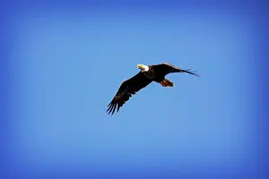 Soaring Prints: A Bald Eagle (Haliaeetus leucocephalus) in flight over the Florida Everglades National park