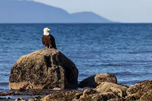 Accipitridae Prints: Bald eagle (Haliaeetus leucocephalus) at Kachemak Bay - Homer, Alaska