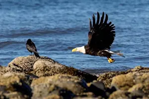 Accipitridae Prints: Bald eagle (Haliaeetus leucocephalus) at Kachemak Bay - Homer, Alaska