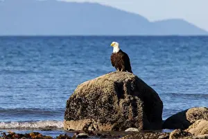 Accipitridae Prints: Bald eagle (Haliaeetus leucocephalus) at Kachemak Bay - Homer, Alaska