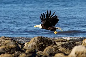 Accipitridae Prints: Bald eagle (Haliaeetus leucocephalus) at Kachemak Bay - Homer, Alaska