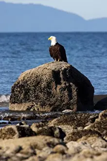 Accipitridae Prints: Bald eagle (Haliaeetus leucocephalus) at Kachemak Bay - Homer, Alaska
