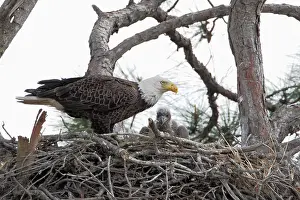 Bald Prints: Bald eagle (Haliaeetus leucocephalus) on nest with young, Three lakes WMA, Florida, USA