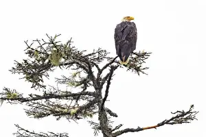 High Key Prints: Bald eagle (Haliaeetus leucocephalus) on the Wild Pacific Trail - Ucluelet