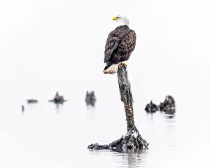 Haliaeetus Leucocephalus Prints: Bald Eagle - mature Haliaeetus leucocephalus perched on decaying tree stump / branch - raptor / bird of prey in United