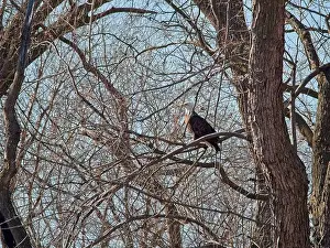 Birds Of Prey Prints: Bald Eagle migration through the Loess Bluffs National Wildlife Refuge in Holt County Missouri