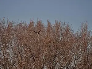 Birds Of Prey Prints: Bald Eagle migration through the Loess Bluffs National Wildlife Refuge in Holt County Missouri