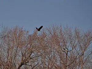 Birds Of Prey Prints: Bald Eagle migration through the Loess Bluffs National Wildlife Refuge in Holt County Missouri