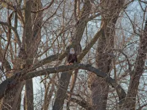 Birds Of Prey Prints: Bald Eagle migration through the Loess Bluffs National Wildlife Refuge in Holt County Missouri