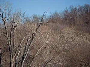 Birds Of Prey Prints: Bald Eagle migration through the Loess Bluffs National Wildlife Refuge in Holt County Missouri