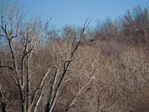 Birds Of Prey Prints: Bald Eagle migration through the Loess Bluffs National Wildlife Refuge in Holt County Missouri