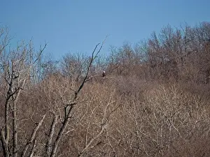 Birds Of Prey Prints: Bald Eagle migration through the Loess Bluffs National Wildlife Refuge in Holt County Missouri