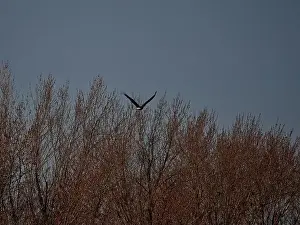Birds Of Prey Prints: Bald Eagle migration through the Loess Bluffs National Wildlife Refuge in Holt County Missouri