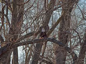 Birds Of Prey Prints: Bald Eagle migration through the Loess Bluffs National Wildlife Refuge in Holt County Missouri