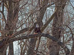 Birds Of Prey Prints: Bald Eagle migration through the Loess Bluffs National Wildlife Refuge in Holt County Missouri
