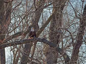 Birds Of Prey Prints: Bald Eagle migration through the Loess Bluffs National Wildlife Refuge in Holt County Missouri