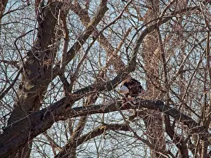 Birds Of Prey Prints: Bald Eagle migration through the Loess Bluffs National Wildlife Refuge in Holt County Missouri