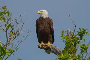 Large Bird Prints: Bald Eagle Perched