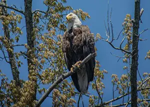 Blue Background Prints: bald eagle perched on a branch