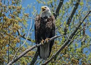 Large Bird Prints: bald eagle perched on a branch