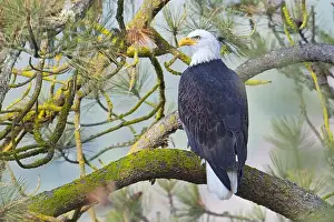 Pine Tree Prints: A bald eagle is perched on a branch in a pine tree in north Idaho