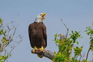 Large Bird Prints: Bald Eagle perched on a tree branch