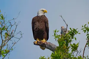 Large Bird Prints: Bald Eagle perched on a tree branch
