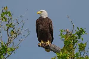 Large Bird Prints: Bald Eagle perched on a tree branch