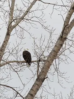 Accipitridae Prints: Bald eagle perched on a tree branch, Quebec, Canada