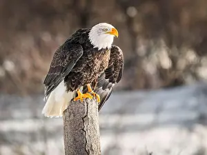 Birds Of Prey Prints: A bald eagle perches on a dead tree in Southern Ontario, Canada