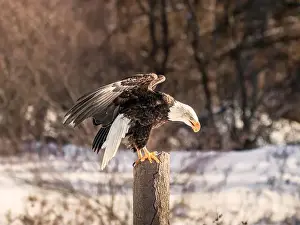 Birds Of Prey Prints: A bald eagle perches on a dead tree in Southern Ontario, Canada