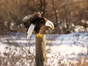 Birds Of Prey Prints: A bald eagle perches on a dead tree in Southern Ontario, Canada
