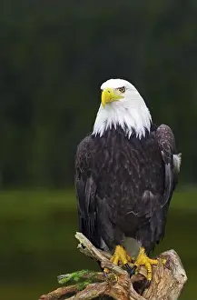 Accipitridae Prints: A bald eagle poses proudly on a tree trunk in front of a green forest background