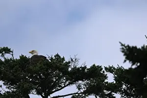 Pine Tree Prints: Bald Eagle roosting atop pine tree preening and looking for food