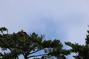 Pine Tree Prints: Bald Eagle roosting atop pine tree preening and looking for food