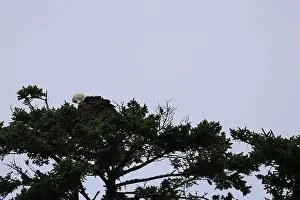 Pine Tree Prints: Bald Eagle roosting atop pine tree preening and looking for food