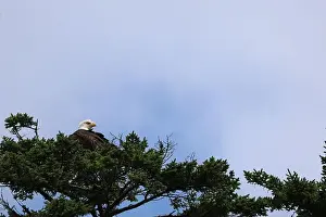 Pine Tree Prints: Bald Eagle roosting atop pine tree preening and looking for food
