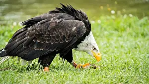 American Eagle Prints: bald eagle showing off its prowess in a greenish and vivid setting