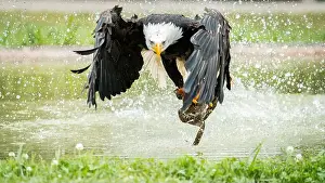 American Eagle Prints: bald eagle showing off its prowess in a greenish and vivid setting