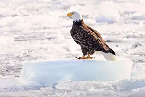 Profil Prints: Bald eagle sitting on a small iceberg on frozen Ontario Lake, Canada
