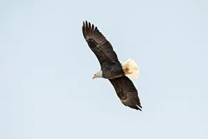 Soaring Prints: Bald eagle soaring from below, isolated against the blue sky on a January day in Iowa
