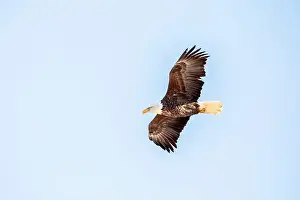 Soaring Prints: Bald eagle soaring in the clear blue sky on a winter day in Iowa, with copy space for text