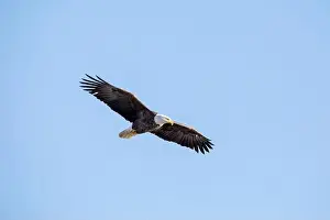 Soaring Prints: A bald eagle soars through the air with full wingspan