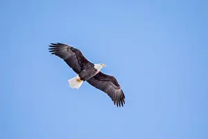 Soaring Prints: A bald eagle soars in the clear blue sky on a winter day in Iowa, with copy space for text