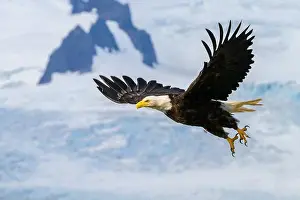 Taking Off Prints: Bald eagle taking flight at Hallo Bay in Katmai National Park and Preserve, Alaska