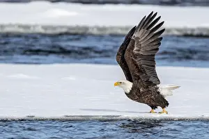 Predatory Bird Prints: A bald eagle taking flight on the ice floe